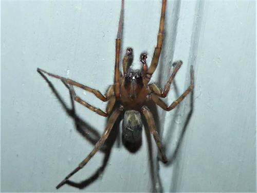 Réf. 319 050 : Amaurobius similis
